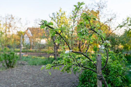 Blooming pear tree in the garden, spring time in the countryside