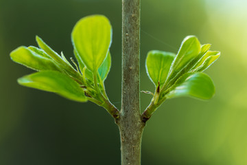 Frische Zweige an einem kleinen Baum