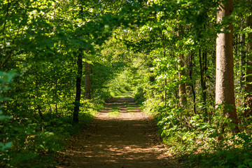 Fototapeta na wymiar Rad und Wanderweg im Wald