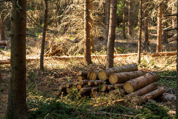 geschlagenes Holz im Wald