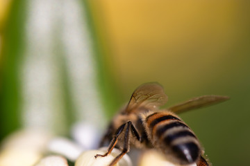Bee on white yellow flower close up. Macro shot honey bee