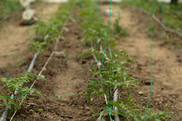 Tomato stalks in the greenhouse