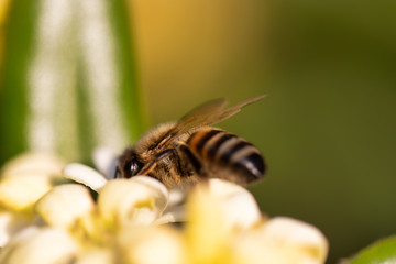 Bee on white yellow flower close up. Macro shot honey bee