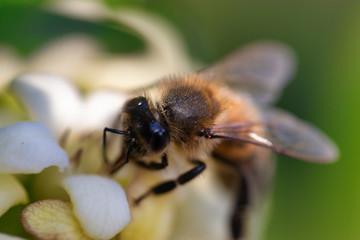 Bee on white yellow flower close up. Macro shot honey bee