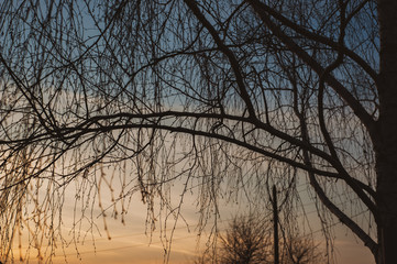 Fototapeta na wymiar Bare tree branches against the sky in the evening