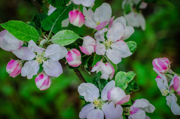 Apple tree flowers on a branch