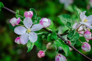 Apple tree flowers on a branch