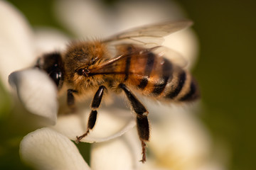 Bee on white yellow flower close up. Macro shot honey bee