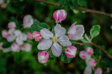 Apple tree flowers on a branch