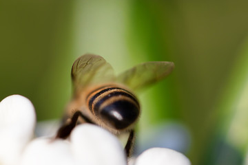 Bee on white yellow flower close up. Macro shot honey bee