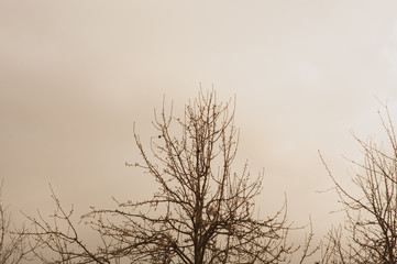 Bare tree branches against the sky in the evening