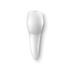 Vector 3d Realistic Tooth Icon Closeup Isolated on White Background. Dental, Medicine and Health Concept, Design Template. Top View