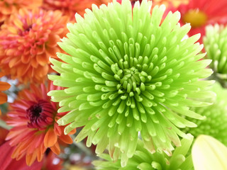 Green chrysanthemum in bouquet
