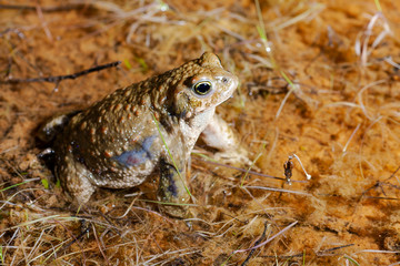 Natterjack Toad (Epidalea calamita) in his pond during the mating season