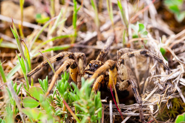 Wolf Spider (Tarantula Lycosa), stalks its prey at the entrance to its home.