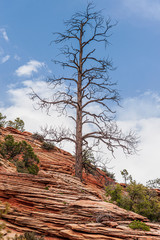 Crossbedded Sandstone with a Dead Tree 