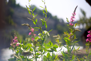 pink flowers in the garden