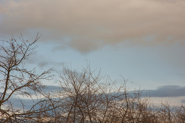 Bare tree branches against the sky in the evening