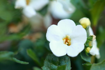 schöne Blüte auf der Sommerwiese