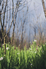 little white flowers in the spring forest