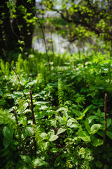 bright green plants under the sun in spring