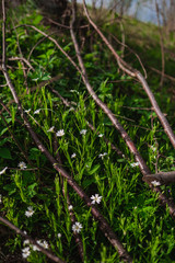 little white flowers in the spring forest