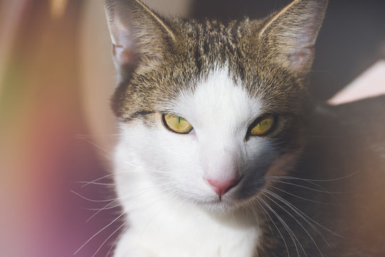 Portrait of cute young domestic tabby cat looking intensely or displeased at camera. Selective focus, copy space, sun light, pastel toned effect - Powered by Adobe