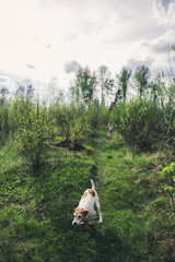Obraz premium dog runs through the woods