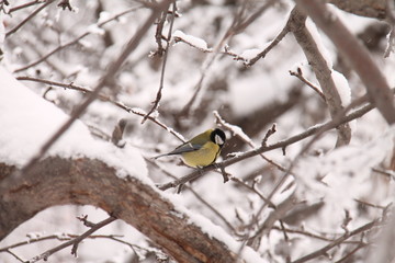 great tit in winter