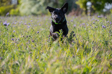 S&uuml;&szlig;er Labrador in einer Blumenwiese