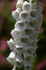 Fiori bianche campanelle orchidee