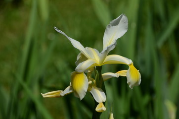 Orchidea bianca gialla
