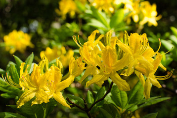 Close-up of clusters of beautiful golden yellow  rhododendron flowers blooming in the springtime. - 346624837