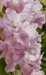 Close-up of clusters of beautiful pink rhododendron flowers blooming in the springtime. - 346625007