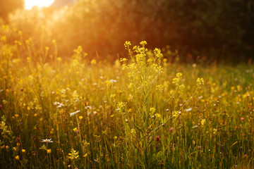 Flowers on the sun-filled meadow. Sunlight of sunset.
