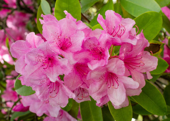 Close-up of clusters of beautiful pink rhododendron flowers blooming in the springtime. - 346625238