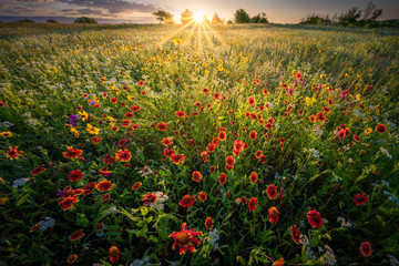 Plakat Texas Wildflowers at Sunrise