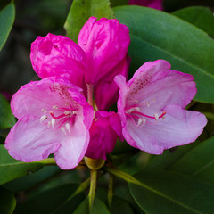 Close-up of clusters of beautiful pink rhododendron flowers blooming in the springtime. - 346625461