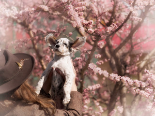 an English setter pup flies up with flying ears against the background of a blooming apricot tree. Funny dog