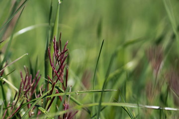 das blühende Gras