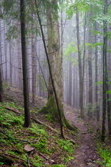 A mountain path in a humid foggy forest in the mountains. Fog in the forest in the mountains