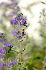 Bee on a purple flower
