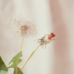 Abstract vintage background with white fluffy dandelion closeup, soft selective focus