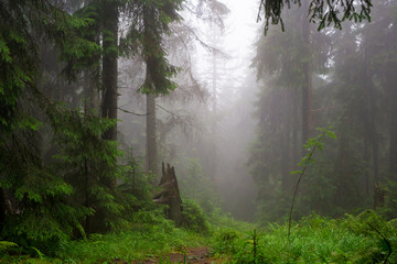 Mountain path in a coniferous foggy forest among moss and bushes high in the mountains. Beautiful mystical foggy forest. Fog in the mountain forest