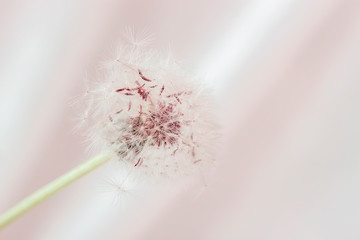 Dandelion with white fluffy seeds on a light pink background