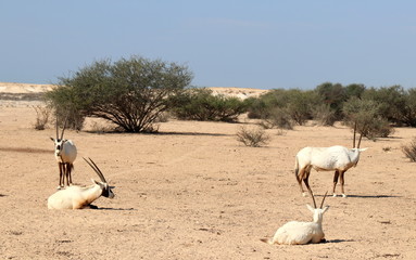 Oryx, symbole du Qatar