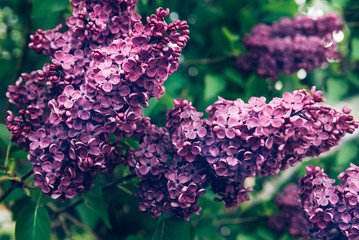 Close up pf beautiful blooming lilac tree during spring time
