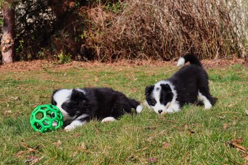 Border collie puppies playing on the garden. Black and white puppies playing on grass. One puppy is playing with its green ball toy and the other one is posing.