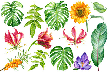 Floral set, hibiscus flowers, lilies, fire lily, crocus, tulip, sunflower, sea buckthorn, monstera, palm leaves, strelitzia leaf on an isolated white background, watercolor hand drawing