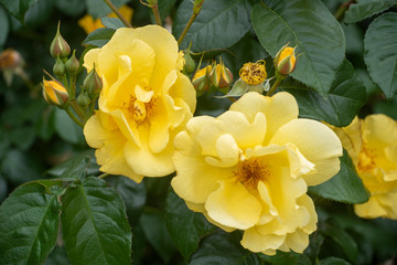 Pale yellow flowers seem to burst from their green leafed bush.